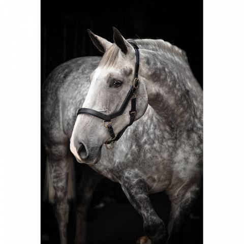 Licol cuir Rambo Micklem - Horseware