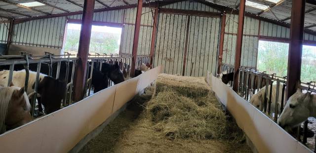 Pension chevaux poneys