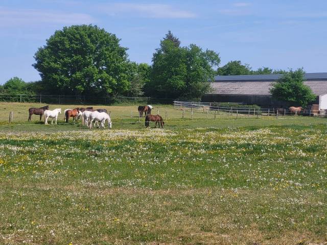 Pension chevaux poneys 