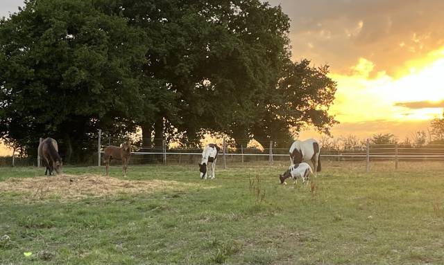 Pension pré - ranch des romalines