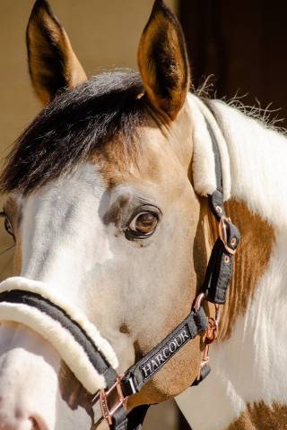 Licol et longe Harcour Holly