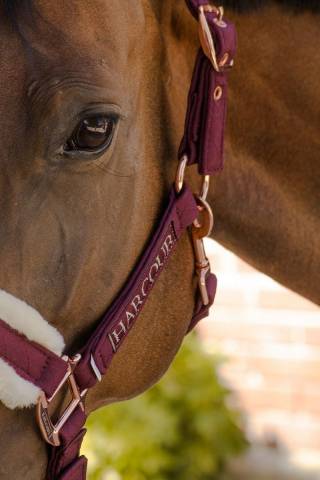 Licol et longe Harcour Holly