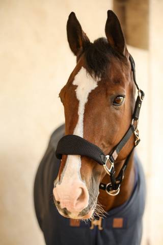 Licol Harcour Hega tissus mesh