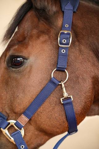 Licol Harcour Hega tissus mesh