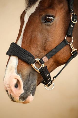 Licol Harcour Hega tissus mesh