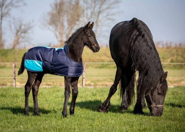 Couverture poulain TwoTone - Harry's Horse