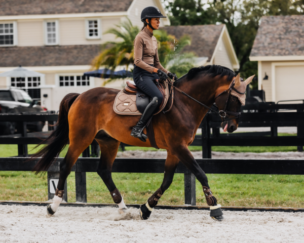 Tapis de selle CHAMPAGNE - Equestrian Stockholm