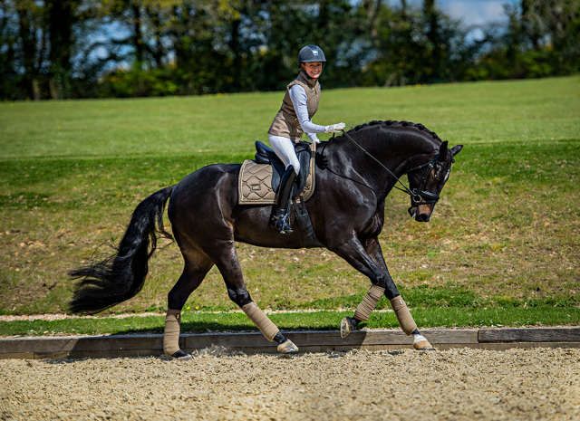 Tapis de selle CHAMPAGNE - Equestrian Stockholm