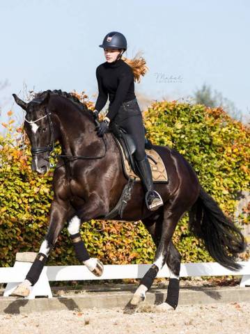 Tapis de selle Golden Brass - Equestrian Stockholm