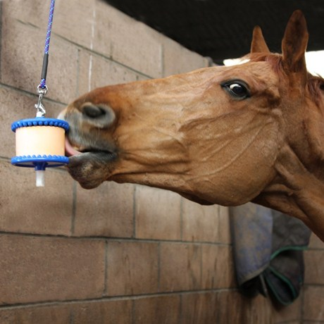 Support pour pierre à lécher -  LIKIT