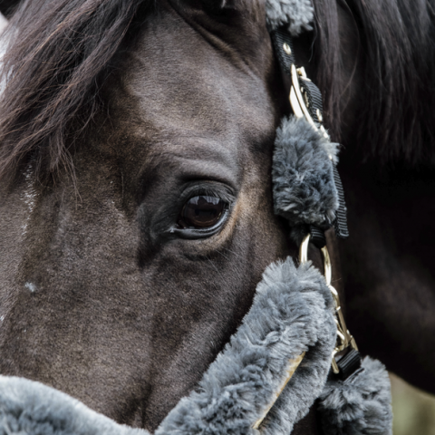 Licol de transport mouton - Kentucky