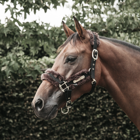 Licol en nylon mouton - Kentucky