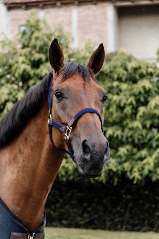 Licol en nylon tressé - Kentucky