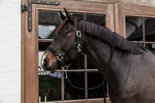 Licol en nylon tressé - Kentucky