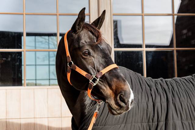 Licol en nylon tressé - Kentucky