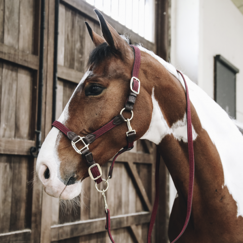 Licol en nylon tressé - Kentucky