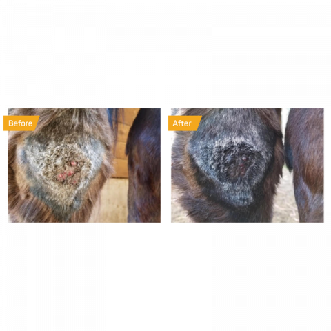 Spray cicatrisant au miel Silver Honey - Absorbine