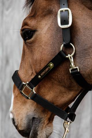 Licol anatomique nylon - Kentucky