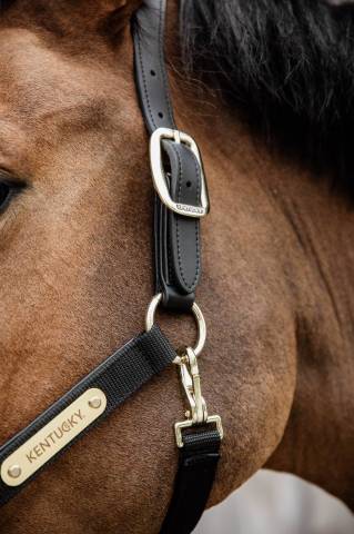 Licol anatomique nylon - Kentucky