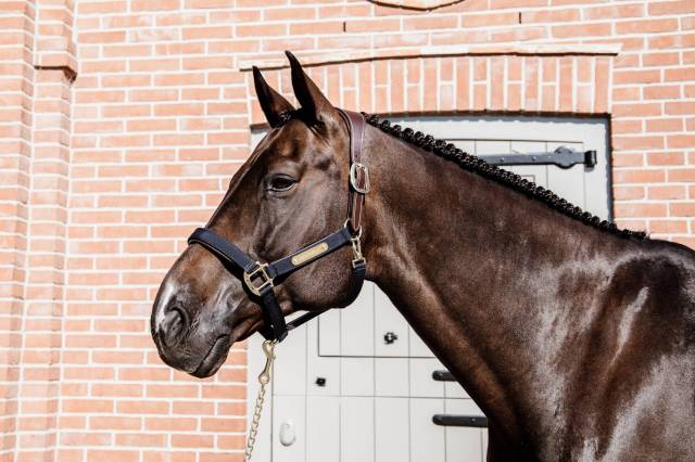 Licol anatomique nylon - Kentucky