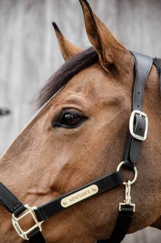 Licol anatomique nylon - Kentucky