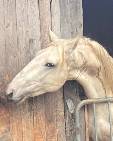 lusitanien palomino étalon 