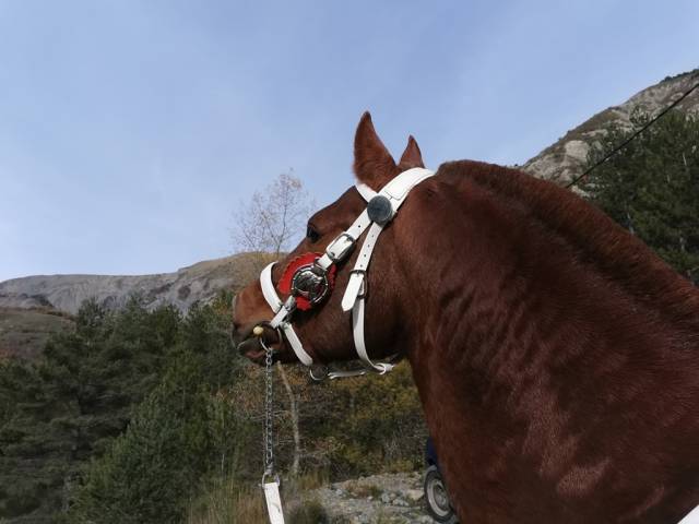 DON MIRABEAU DU SENEU - Etalon Franches Montagnes