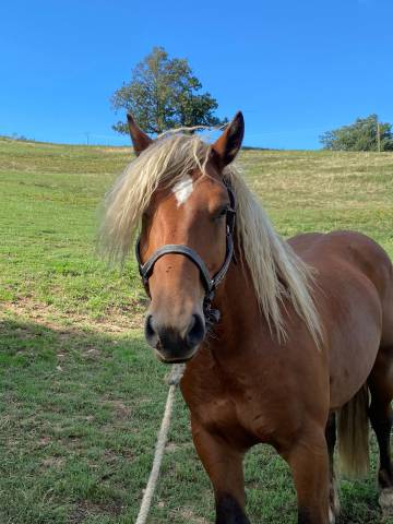 Kasper mâle comtois pleins papiers