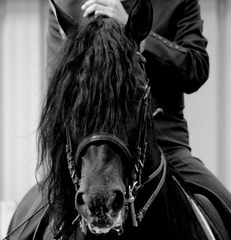 Porfiado - Etalon Pure race espagnole