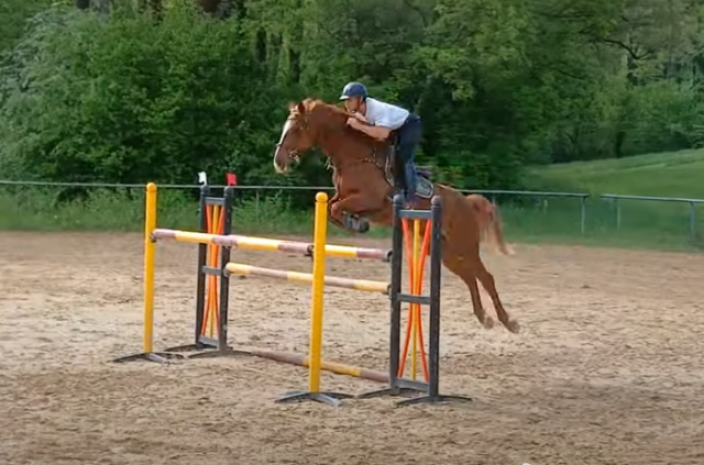A vendre ou à louer jument 7 ans sf