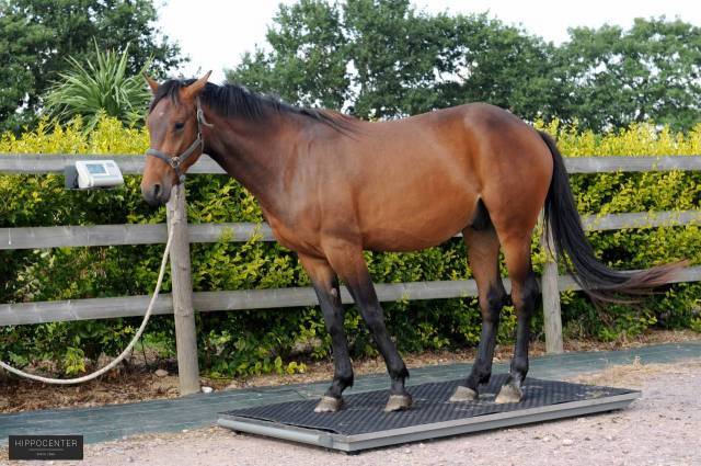 Balance pour chevaux - HIPPOCENTER