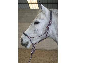 Licol ethologique JMR