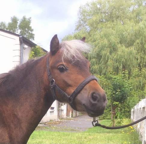 Jument silver bay miniature horse AMHA