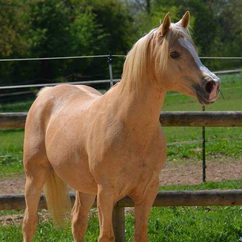 Monte 2025: Etalon Demi-Sang Arabe palomino ovéro