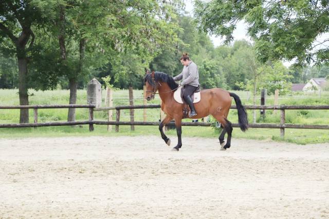 Pension chevaux - association rosario (28)