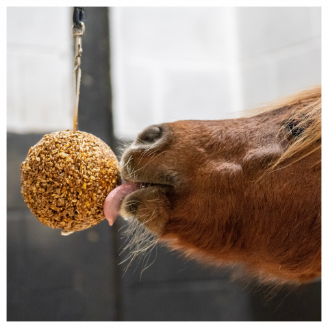 Bonbons pour chevaux Likit - Friandises - Bien-être