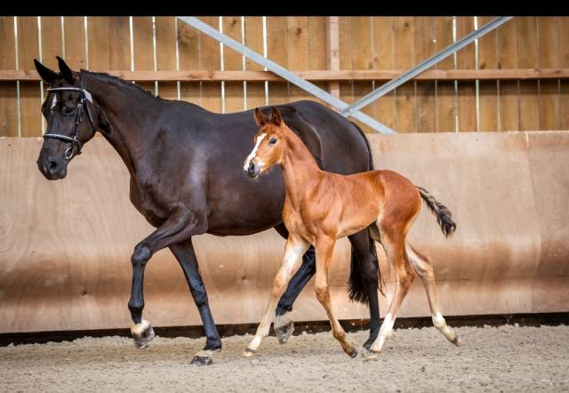  Foal Mâle très chic 