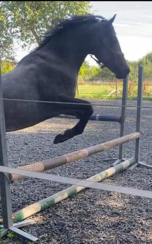 Poney Connemara à vendre 