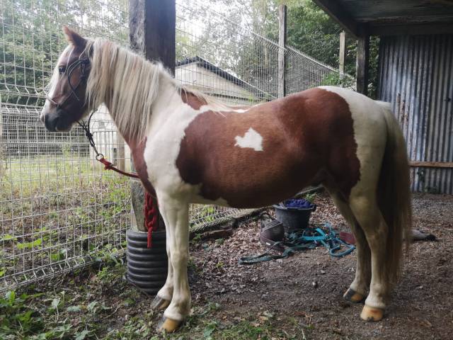 Vends poney pottok hongre PP, 4 ans