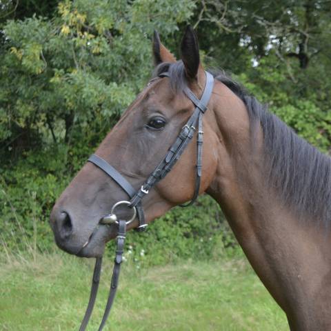 Cheval de loisir, club, balade