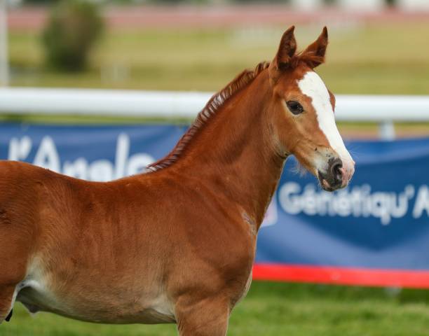 Superbe poulain par Candy de Nantuel et Arezzo VDL