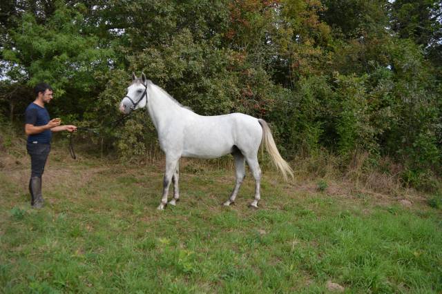 Très bon poney d 6ans par dexter leam pondi