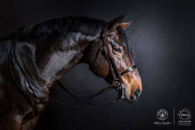 Bride de dressage - Atelier de Pravins
