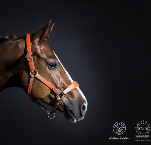 Licol Haut de Gamme en cuir - Atelier de Pravins