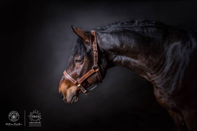 Licol en cuir Chromé – Gamme Ecurie – Atelier de Pravins