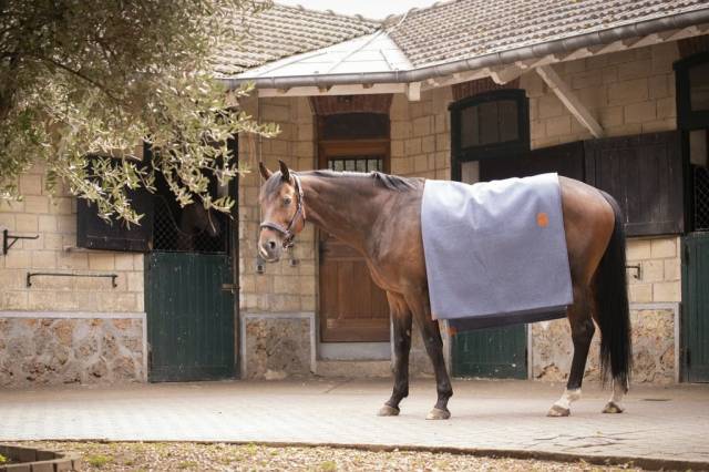 Carré Wooltouch Paddock Sport (2 coloris)