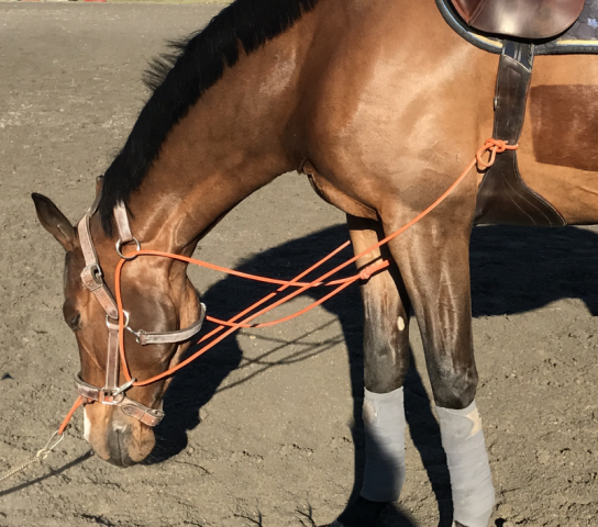 Enrênement GONIN pour le travail en longe - Atelier de Pravins
