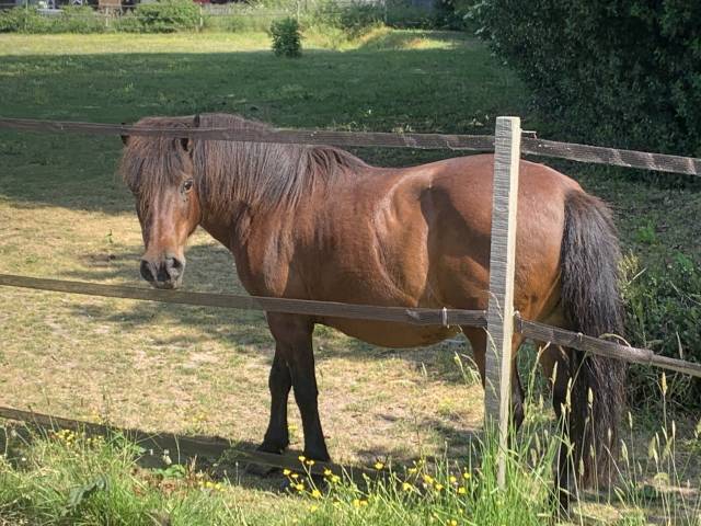 Ponette âgée cherche fin de carrière active