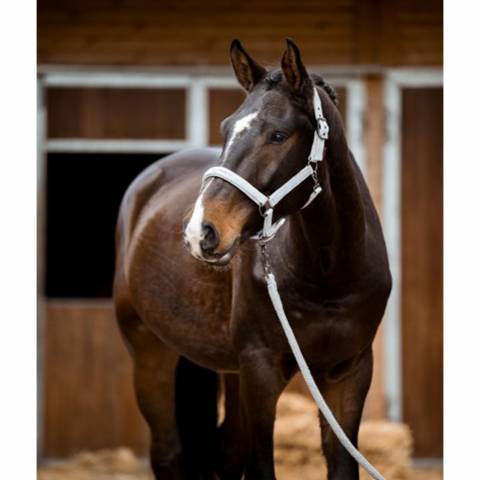 Licol en nylon AH2023 - Covalliero