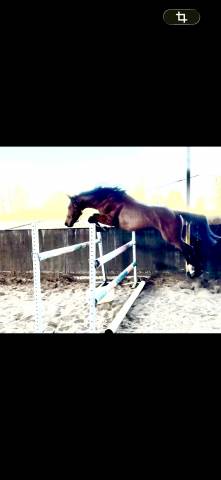 A vendre cheval entier de 3 ans cso
